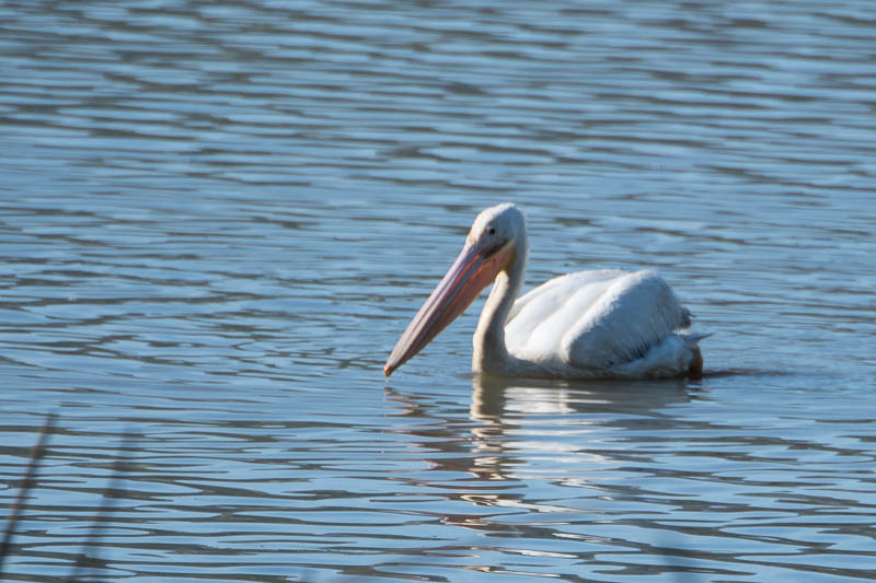 Witte Pelikaan